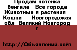 Продам котёнка бенгала - Все города Животные и растения » Кошки   . Новгородская обл.,Великий Новгород г.